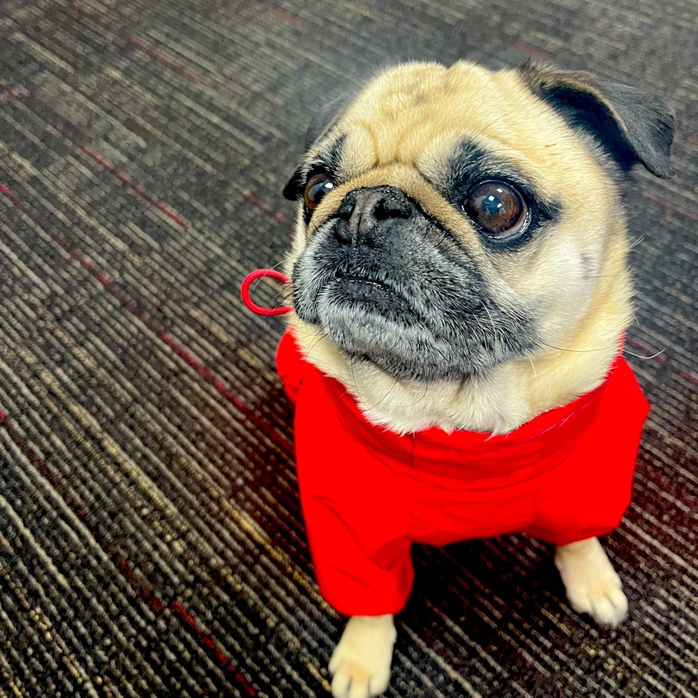 Meet your Posher, Gina